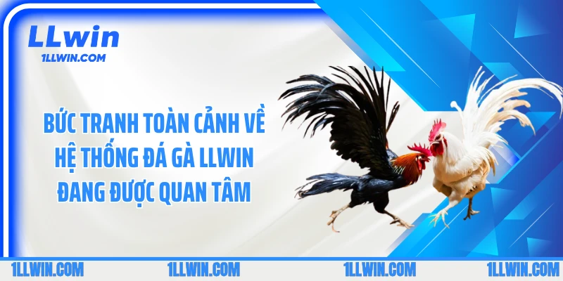 Bức tranh toàn cảnh về hệ thống đá gà LLWIN đang được quan tâm