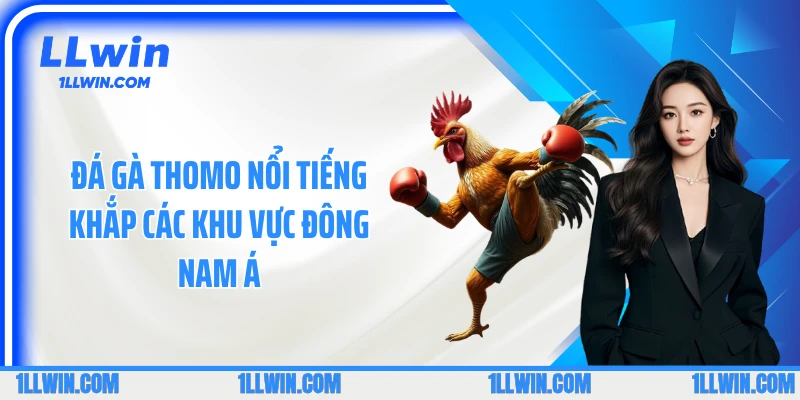 Đá gà thomo nổi tiếng khắp các khu vực Đông Nam Á