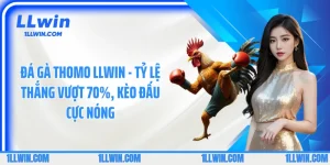 Đá Gà Thomo LLWIN - Tỷ Lệ Thắng Vượt 70%, Kèo Đấu Cực Nóng