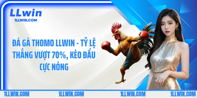 Đá Gà Thomo LLWIN - Tỷ Lệ Thắng Vượt 70%, Kèo Đấu Cực Nóng